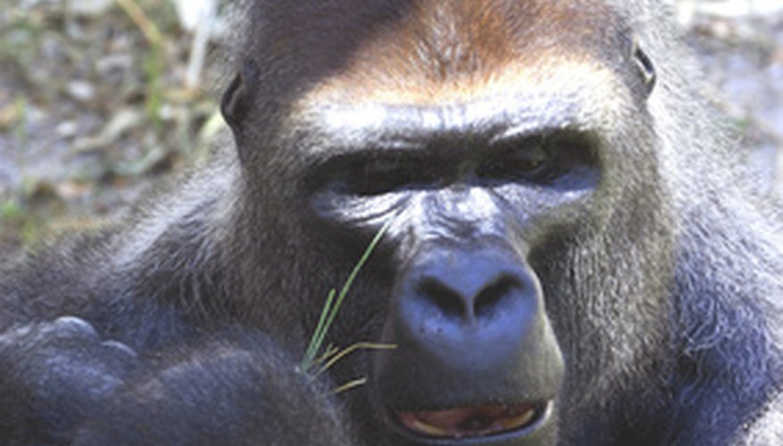 female silverback gorilla