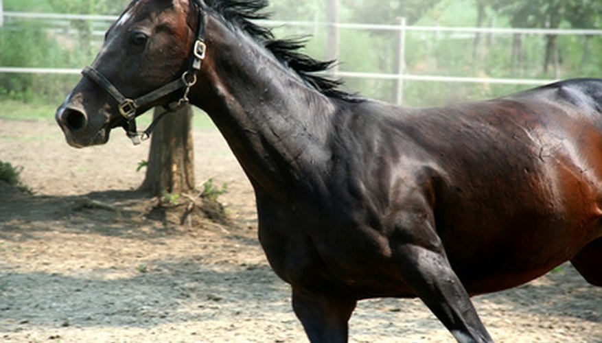 Photo Credit: horse image by Snezana Skundric from <a href='http://www.fotolia.com'>Fotolia.com</a> Horses convert the stored energy in oats to run, and some of the energy is lost as heat.
