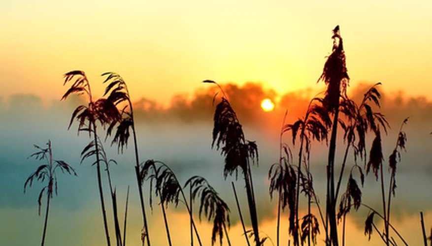 Photo Credit: sun image by voven from <a href='http://www.fotolia.com'>Fotolia.com</a> Plants convert sunlight to carbohydrates through photosynthesis.