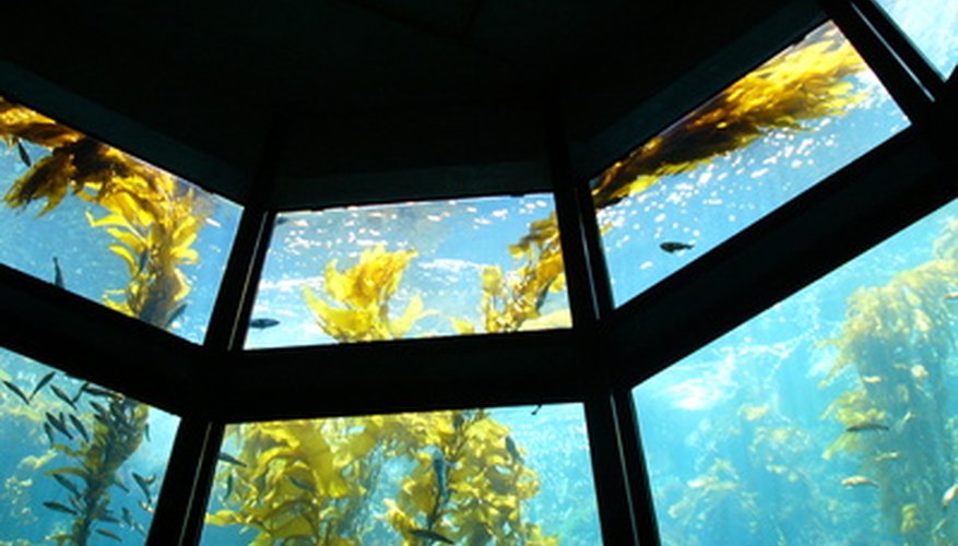 Large giant kelp are multicellular algae that are capable of photosynthesis. Large giant kelp are multicellular algae that are capable of photosynthesis.