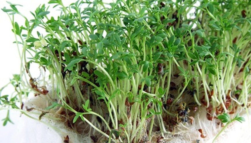 Fastest Growing Plants For A Science Project Sciencing