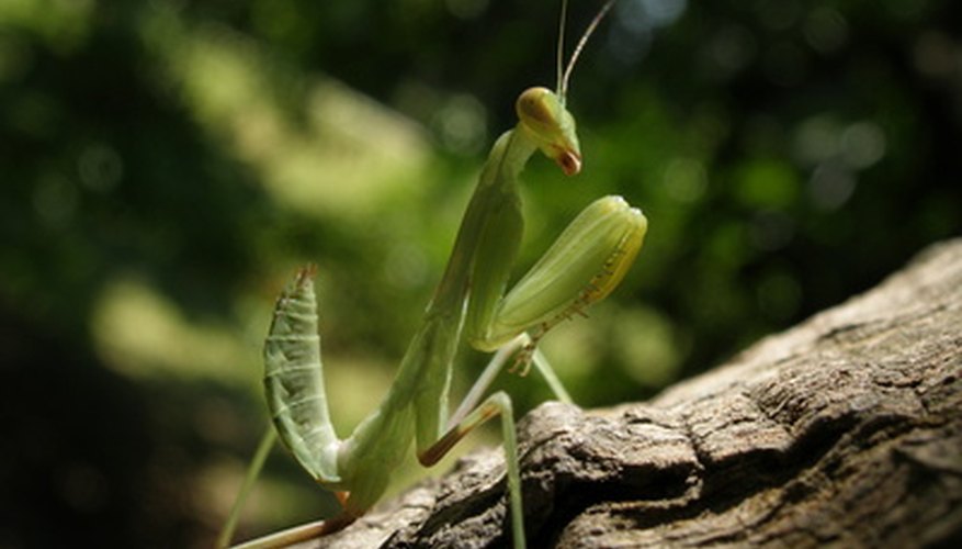 Photo Credit: Praying mantis image by sands_ua from <a href='http://www.fotolia.com'>Fotolia.com</a>