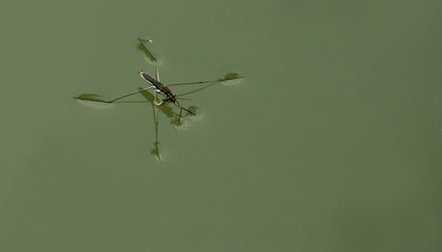 why-can-certain-bugs-walk-on-water-sciencing