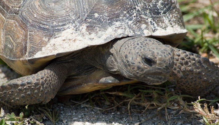 how-to-identify-florida-land-turtles-sciencing