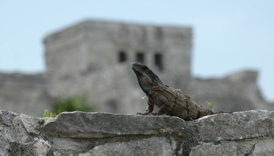 Photo Credit: reptile image by Lily from <a href='http://www.fotolia.com'>Fotolia.com</a> Reptiles provide a check on the overpopulation of small animals.