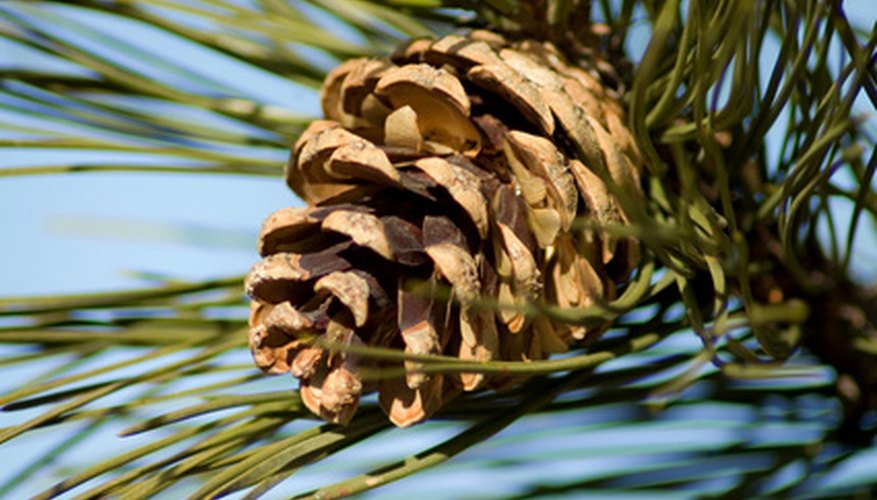 Your project begins with a pine cone. Your project begins with a pine cone.
