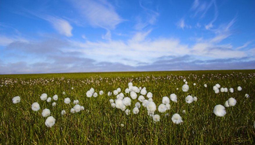 Photo Credit: Arctic flowers image by gburba from <a href='http://www.fotolia.com'>Fotolia.com</a> The arctic tundra has a short and energetic growing season.