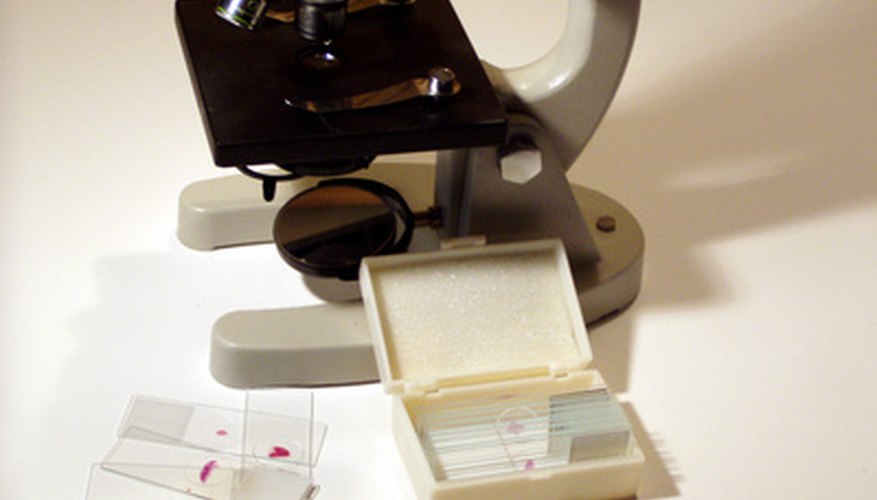 Some cells are large enough to be seen under a light microscope. Some cells are large enough to be seen under a light microscope.
