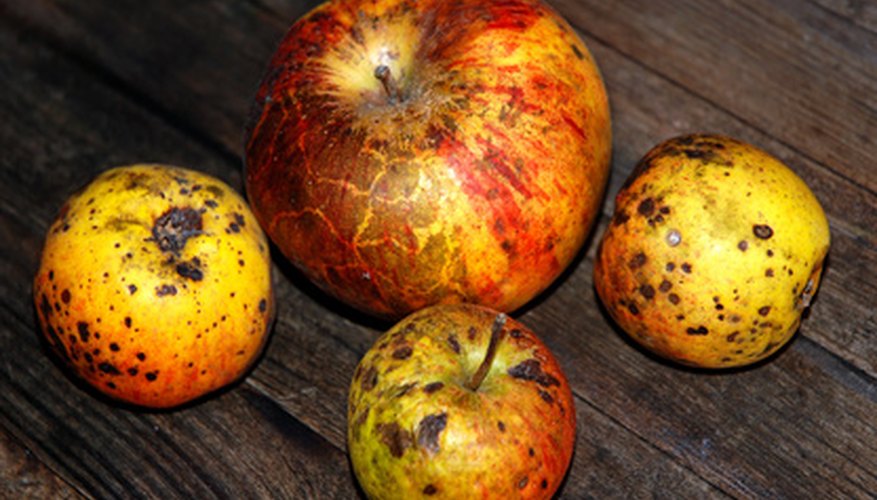 Photo Credit: rotten apples image by Harvey Hudson from <a href='http://www.fotolia.com'>Fotolia.com</a> Microbes return organic matter and nutrients to the soil and atmosphere.