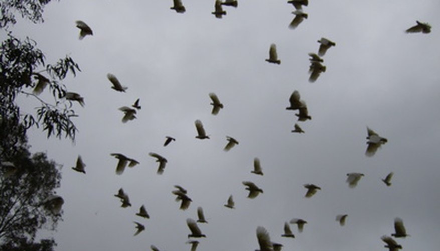 bird flocks