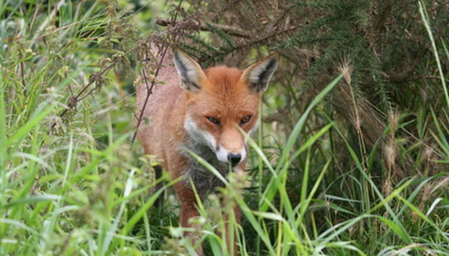 fox in grassy area fox in grassy area