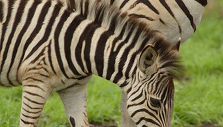 Facts on Zebra Babies | Sciencing