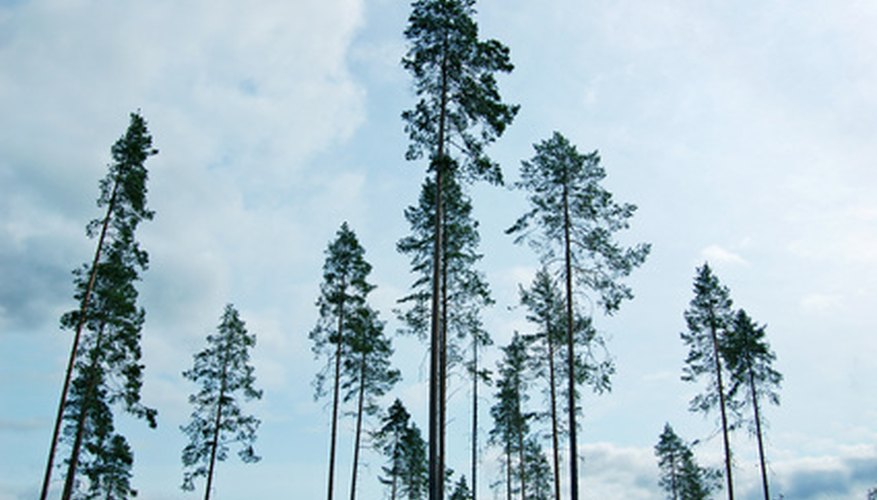 Forestry practices can range anywhere from doing nothing to removing all trees. Forestry practices can range anywhere from doing nothing to removing all trees.