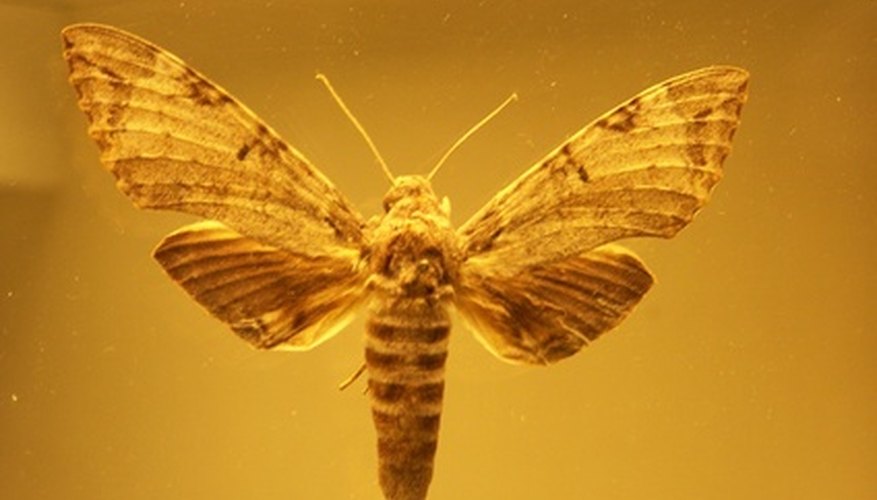 Prehistoric insects get trapped in tree sap and become entombed in amber. Prehistoric insects get trapped in tree sap and become entombed in amber.