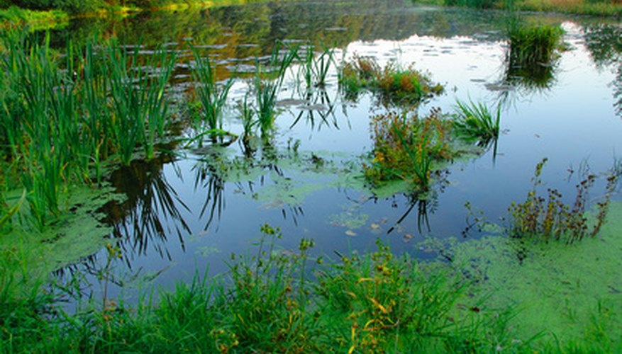 Photo Credit: pond image by Tomasz Kubis from <a href='http://www.fotolia.com'>Fotolia.com</a> Pond with Cattails Growing
