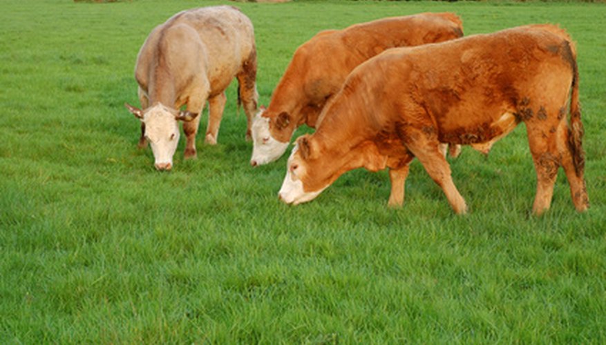 Photo Credit: cows grazing in the meadow image by Jeff Dalton from <a href='http://www.fotolia.com'>Fotolia.com</a> Cows use the energy stored in grass for metabolic activities.