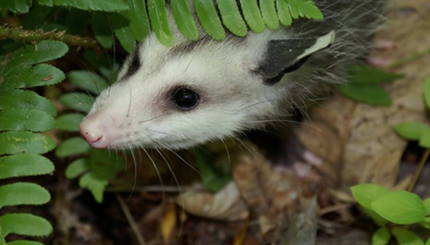 Opossum prints can be seen in both the city and countryside. Opossum prints can be seen in both the city and countryside.