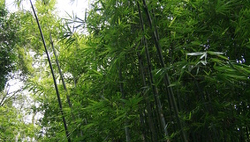 Photo Credit: Bamboo image by AzamSa'ad from <a href='http://www.fotolia.com'>Fotolia.com</a> Bamboo is the tallest grass.