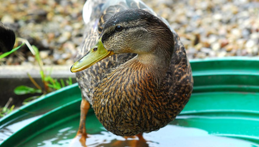 Kiddie pools can suffice for some ducks. Kiddie pools can suffice for some ducks.