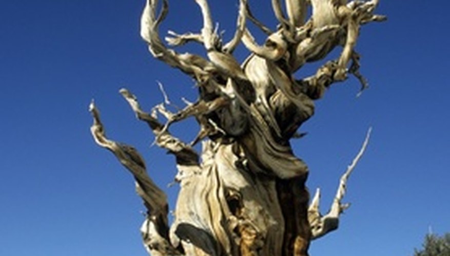 Photo Credit: Bristlecone Pine (Pinus longaeva), oldest tree in the world image by Lars Lachmann from <a href='http://www.fotolia.com'>Fotolia.com</a> Bristlecone pines conserve moisture before growing each season.