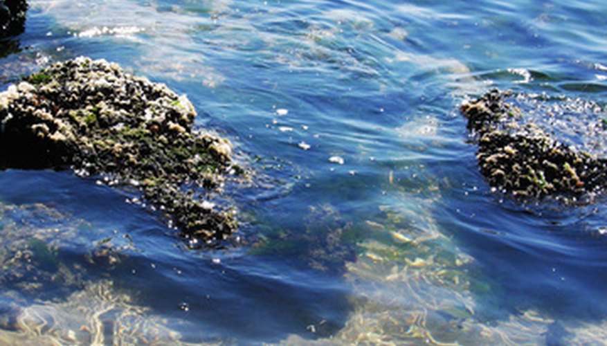 Photo Credit: sea algae image by Svetlana Romanova from <a href='http://www.fotolia.com'>Fotolia.com</a> Study algae up close with a spectrophotometer.