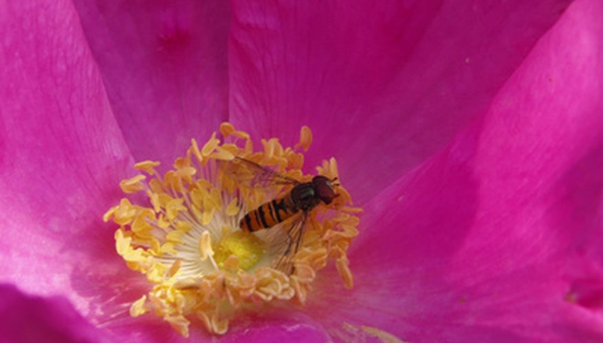 Flying insects move pollen containing angiosperm genes long distances. Flying insects move pollen containing angiosperm genes long distances.