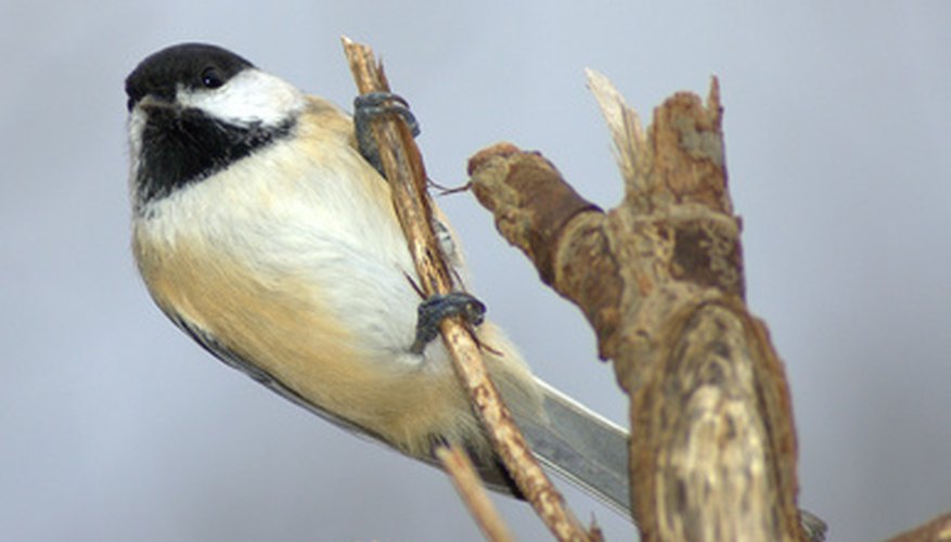Photo Credit: chickadee image by Bruce MacQueen from <a href='http://www.fotolia.com'>Fotolia.com</a> While diffucult to figure out, male and female chickadees have a few noticeable differences.