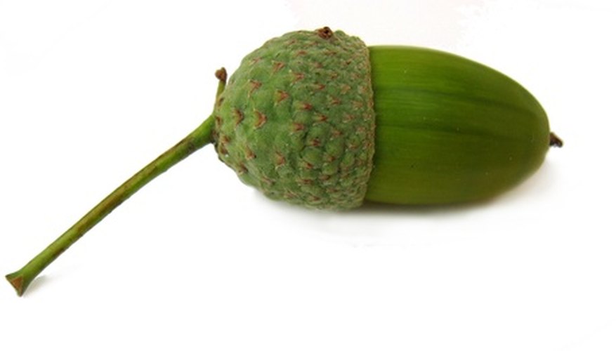 Play with acorns to practice your spinning top spin. Play with acorns to practice your spinning top spin.