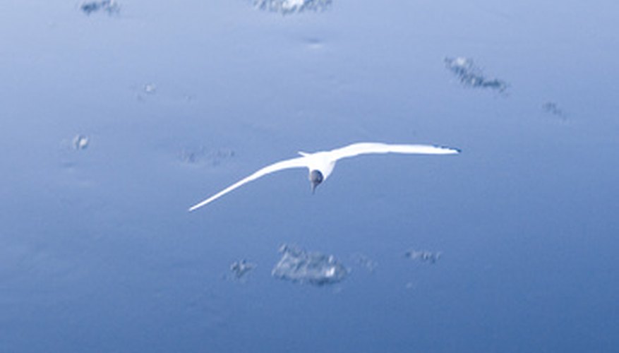 Photo Credit: sea gull above the sea image by alma_sacra from <a href='http://www.fotolia.com'>Fotolia.com</a> Areas on the sea floor are spreading.