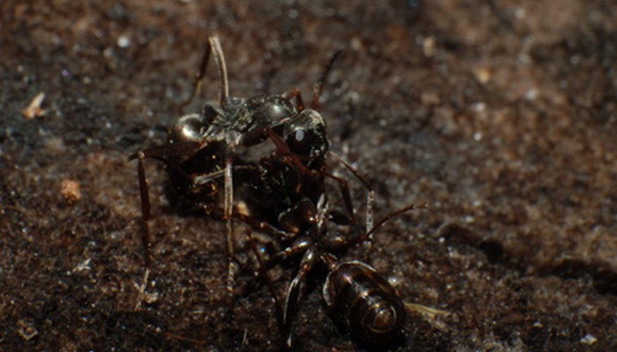Photo Credit: ants fighting image by Anton Chernenko from <a href='http://www.fotolia.com'>Fotolia.com</a> None