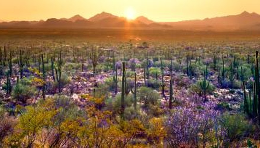 Photo Credit: Giovanni Allievi/iStock/Getty Images Desert plants are adapted to soil conditions.