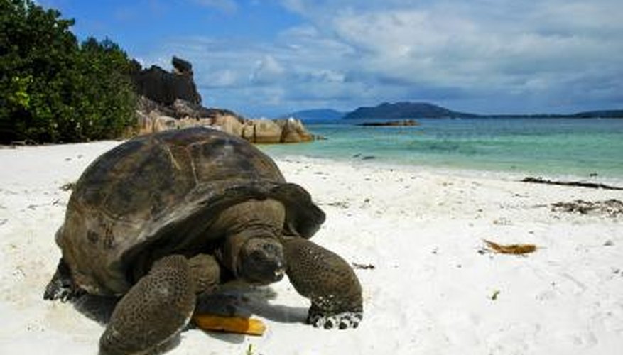 Giant land tortoises can live for over 100 years. Giant land tortoises can live for over 100 years.