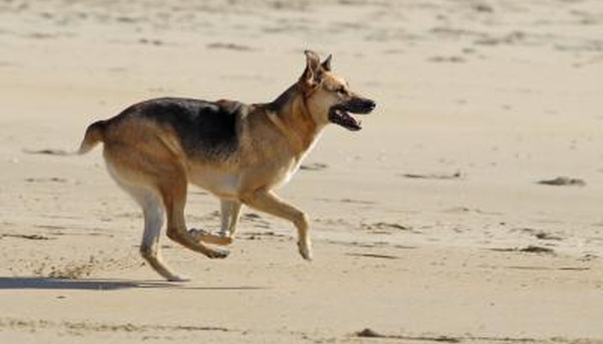 Photo Credit: Musat/iStock/Getty Images A German Shepherd Dog.