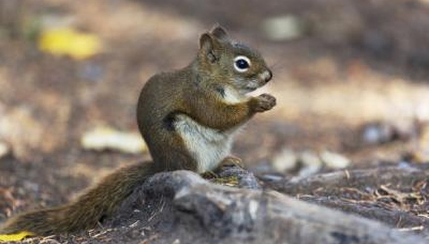 Photo Credit: Androsov/iStock/Getty Images squirrel with pine seed