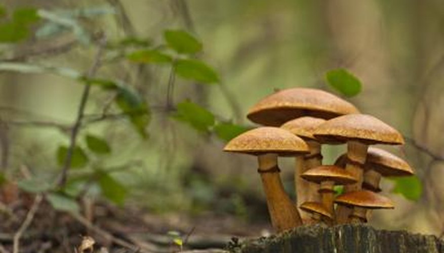 Photo Credit: Torres_Cesar/iStock/Getty Images Fungi play an important part in decomposition.