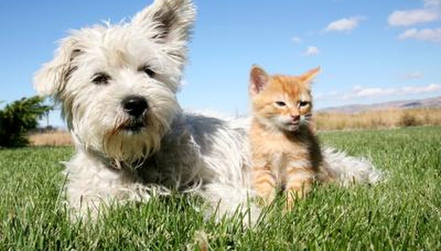Photo Credit: jackryan89/iStock/Getty Images A cat and a dog.