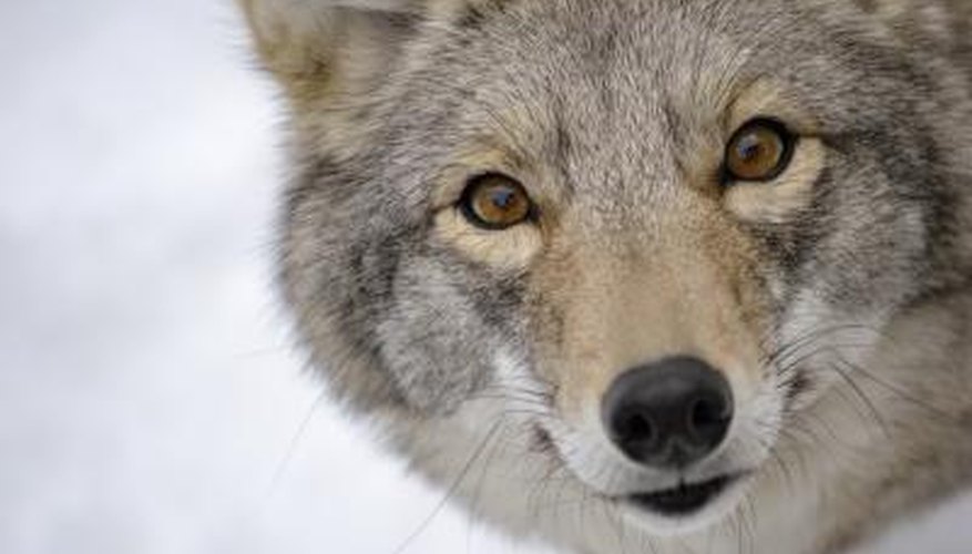 A coyote's fur consists of grays, whites, browns, and blacks. A coyote's fur consists of grays, whites, browns, and blacks.