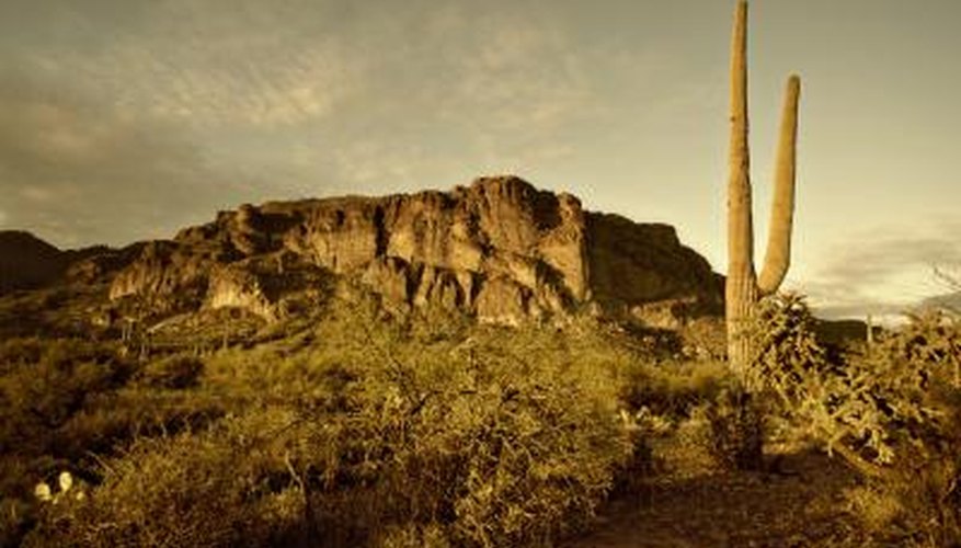 Abiotic factors in the desert could include sand, rocks, little rain and no cloud cover. Abiotic factors in the desert could include sand, rocks, little rain and no cloud cover.