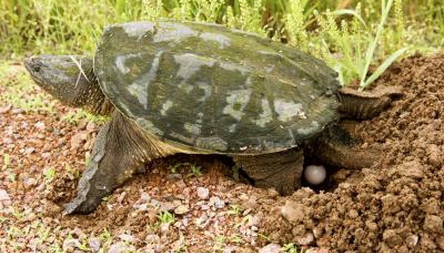 Life Cycle of a Turtle | Sciencing