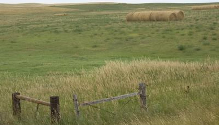 America's prairies are temperate grasslands. America's prairies are temperate grasslands.