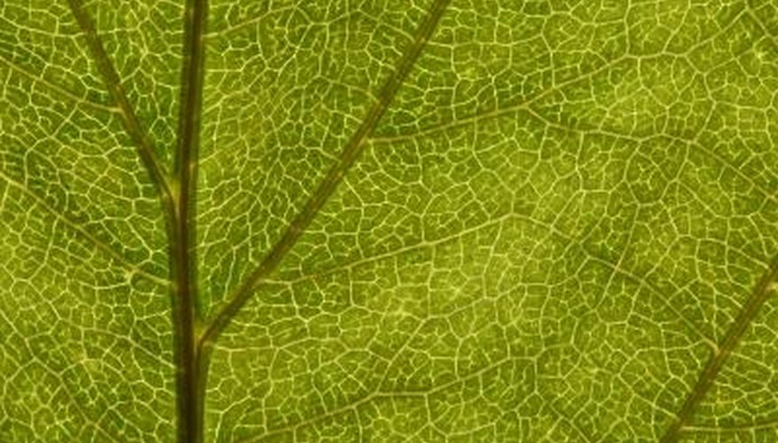 The Transport System of Plants & Animals The Transport System of Plants & Animals