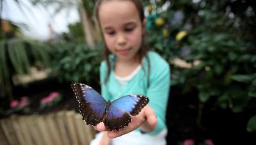 Photo Credit: Dan Kitwood/Getty Images News/Getty Images Blue Morpho sits on young girl's hand
