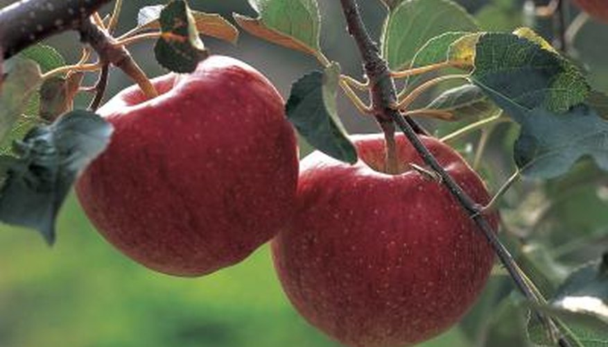 Apples trigger the digestive system to stop producing stomach acid. Apples trigger the digestive system to stop producing stomach acid.