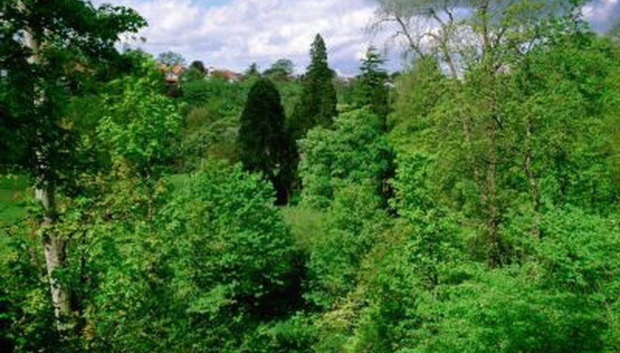 Photo Credit: Image Source White/Image Source/Getty Images Nearly half the native forests on the planet have been lost.