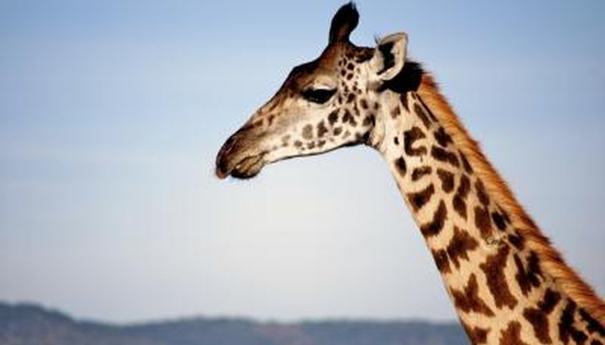 Giraffe Giraffe