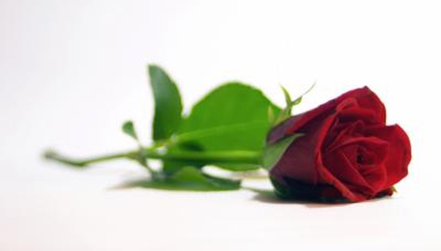 GIve her a love note with a rose each day. GIve her a love note with a rose each day.