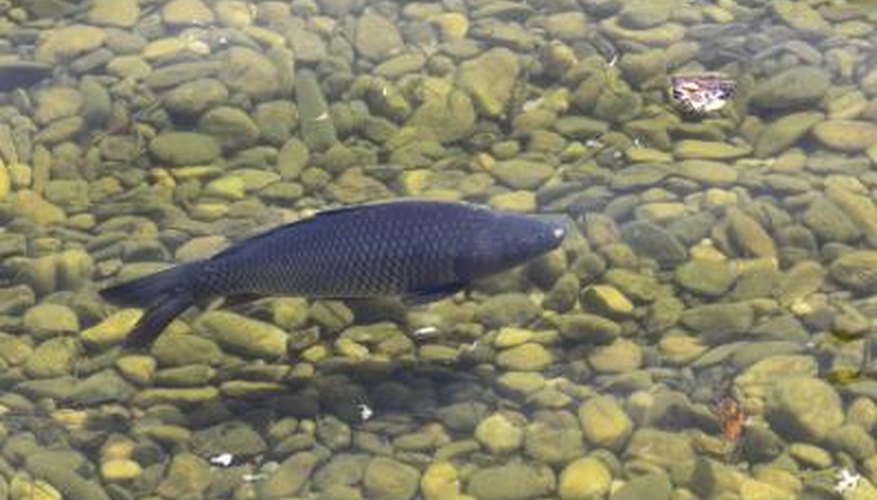 Carp can reach over 60 lbs. in weight. Carp can reach over 60 lbs. in weight.