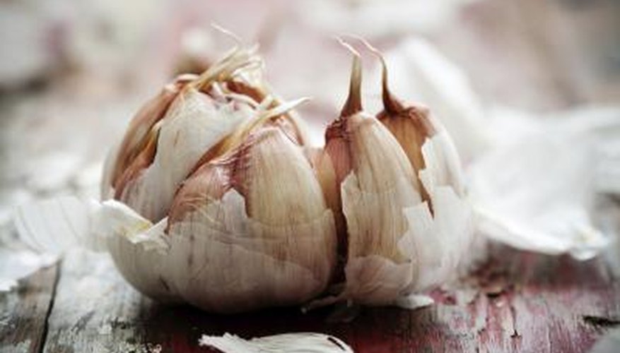A crushed bulb of garlic. A crushed bulb of garlic.