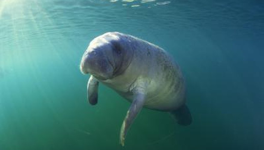 List of Herbivores in the Ocean Sciencing