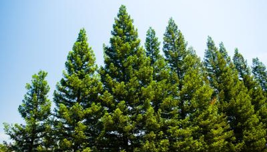 How Do Pine Trees Reproduce Sciencing 3410